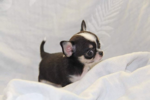 Photo №2 to announcement № 5306 for the sale of chihuahua - buy in Ukraine 