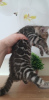 Photo №3. Healthy Bengal Cats kittens available for Adoption now. Germany