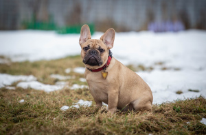 Photo №1. french bulldog - for sale in the city of Rybinsk | 538$ | Announcement № 5786