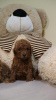 Additional photos: Mini poodle