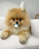 Photo №1. pomeranian - for sale in the city of Wrocław | negotiated | Announcement № 79937