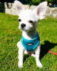 Photo №1. chihuahua - for sale in the city of Lyon | Is free | Announcement № 16205