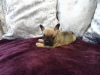 Additional photos: Male and female French Bulldog puppies available