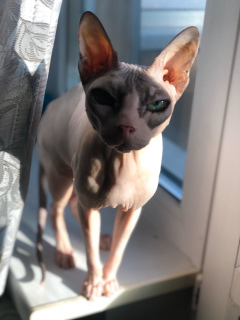 Photo №4. I will sell sphynx cat in the city of Москва. from the shelter - price - Is free