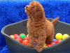 Photo №1. poodle (toy) - for sale in the city of Andros | Is free | Announcement № 126102