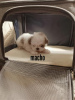 Photo №1. non-pedigree dogs - for sale in the city of Chicago | 450$ | Announcement № 115354