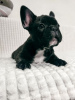 Photo №4. I will sell french bulldog in the city of Zhodino. private announcement - price - 548$
