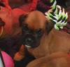 Additional photos: Boxer puppies for sale