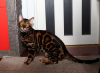 Photo №3. Mating with a Bengal cat in Ukraine. Announcement № 8089