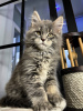 Photo №3. Adorable Maine coon kittens available now for sell. Germany