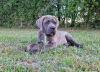 Additional photos: Cane Corso Italiano Puppies (FCI)