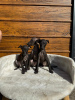 Additional photos: Italian greyhound puppies available for booking