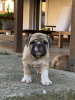 Photo №2 to announcement № 106831 for the sale of english bulldog - buy in Serbia 