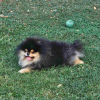 Additional photos: Pomeranian Spitz male puppy