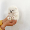 Photo №4. I will sell pomeranian in the city of Rome.  - price - 306$