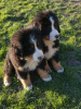 Photo №2 to announcement № 40307 for the sale of bernese mountain dog - buy in France breeder