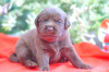 Photo №4. I will sell labrador retriever in the city of Berlin. from nursery - price - 792$