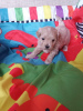 Photo №3. Lovely Maltese Puppies for Adoption. Germany