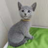 Photo №2 to announcement № 123545 for the sale of russian blue - buy in Belgium 