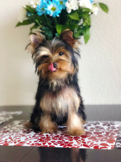 Photo №3. Yorkshire Terrier Puppies. Russian Federation