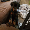 Additional photos: Doberman puppy