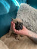 Photo №1. french bulldog - for sale in the city of Lazarevac | negotiated | Announcement № 94700