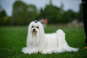 Additional photos: Experienced male Maltese