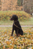 Photo №1. curly-coated retriever - for sale in the city of St. Petersburg | negotiated | Announcement № 43429