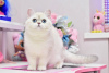 Photo №2 to announcement № 36928 for the sale of british shorthair - buy in Ukraine from nursery, breeder