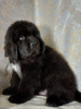 Photo №2 to announcement № 90733 for the sale of newfoundland dog - buy in Russian Federation private announcement