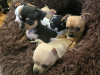 Photo №2 to announcement № 79602 for the sale of chihuahua - buy in Serbia breeder