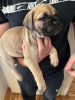 Additional photos: Bullmastiff puppies