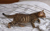 Photo №2 to announcement № 120696 for the sale of toyger - buy in Belgium private announcement, breeder