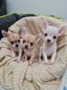 Photo №2 to announcement № 84065 for the sale of chihuahua - buy in United States private announcement