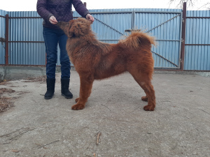 Photo №4. I will sell tibetan mastiff in the city of Bryansk. from nursery - price - negotiated