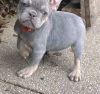 Photo №1. french bulldog - for sale in the city of Leipzig | 882$ | Announcement № 88447