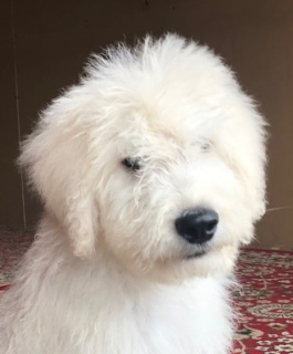 Photo №2 to announcement № 3579 for the sale of komondor - buy in Russian Federation private announcement