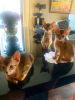 Additional photos: I will sell kittens of the Abyssinian breed