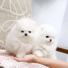 Photo №2 to announcement № 44533 for the sale of pomeranian - buy in Germany private announcement