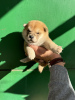 Additional photos: Shiba Inu puppies