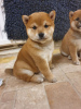 Photo №2 to announcement № 45626 for the sale of shiba inu - buy in Netherlands private announcement