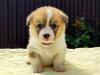 Photo №1. welsh corgi - for sale in the city of Stavropol | 1380$ | Announcement № 19736