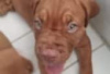 Photo №3. Dogue De Bordeaux for sale. Germany