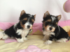 Photo №1. yorkshire terrier - for sale in the city of Gelsenkirchen | 423$ | Announcement № 95027