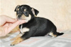 Photo №1. non-pedigree dogs - for sale in the city of Bamberg | Is free | Announcement № 116447