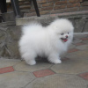 Photo №4. I will sell pomeranian in the city of Regensburg. private announcement - price - 380$