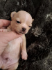 Additional photos: Chihuahua puppies