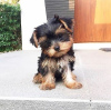 Photo №1. yorkshire terrier - for sale in the city of Харлем | Is free | Announcement № 123934