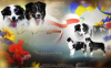 Photo №1. australian shepherd - for sale in the city of Krakow | 3120$ | Announcement № 25943