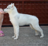 Photo №2 to announcement № 71646 for the sale of siberian husky - buy in Serbia breeder